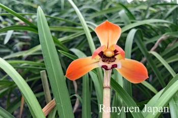 春蘭 蘭裕園 Ranyuen