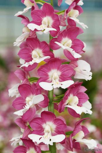 エビネ 蘭裕園 Ranyuen