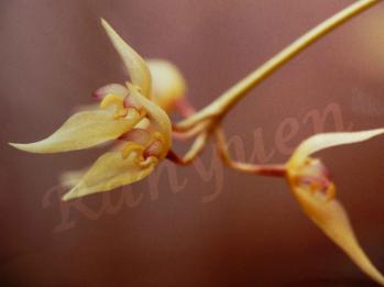 タネガシマシコウラン 蘭裕園 Ranyuen