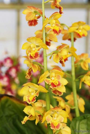 エビネ 蘭裕園 Ranyuen