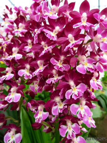 エビネ 蘭裕園 Ranyuen