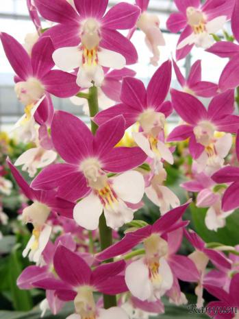 エビネ 蘭裕園 Ranyuen