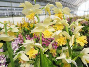 エビネ 蘭裕園 Ranyuen