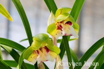 春蘭 蘭裕園 Ranyuen