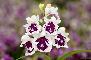 Ponerorchis Ranyuen