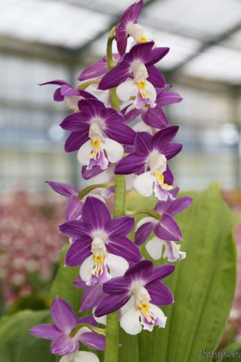 エビネ 蘭裕園 Ranyuen