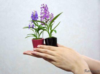 蘭裕園スタイル 蘭裕園 Ranyuen