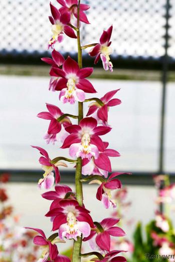 エビネ 蘭裕園 Ranyuen