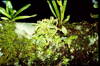 オオバヨウラクラン 蘭裕園 Ranyuen