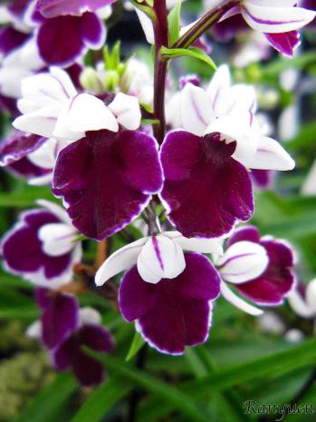 アワチドリ・夢ちどり 蘭裕園 Ranyuen