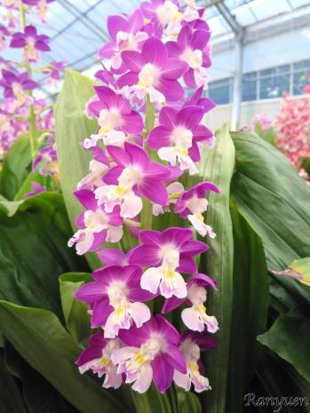 エビネ 蘭裕園 Ranyuen