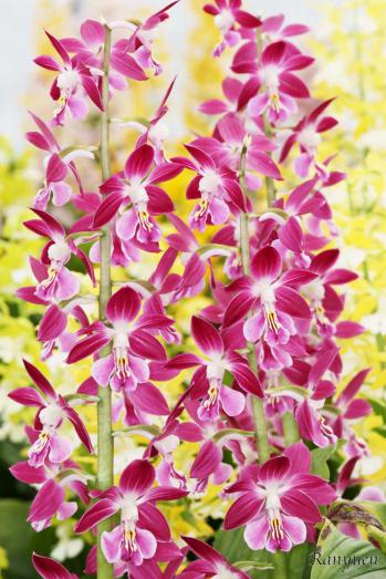 エビネ 蘭裕園 Ranyuen