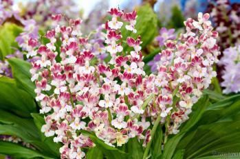 エビネ 蘭裕園 Ranyuen