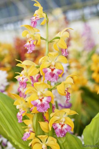 エビネ 蘭裕園 Ranyuen