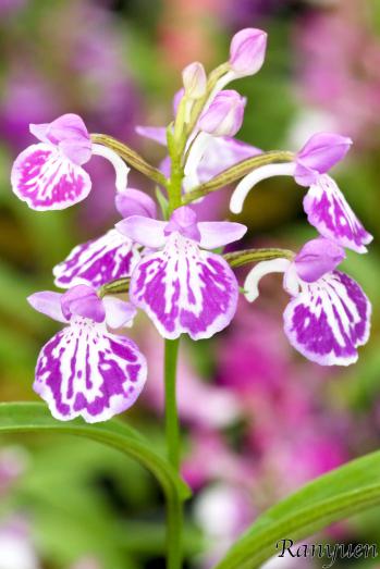 アワチドリ・夢ちどり 蘭裕園 Ranyuen