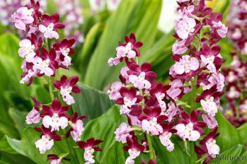 エビネ 蘭裕園 Ranyuen