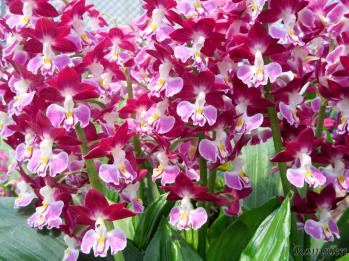 エビネ 蘭裕園 Ranyuen