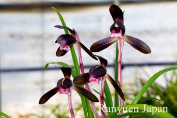 春蘭 蘭裕園 Ranyuen