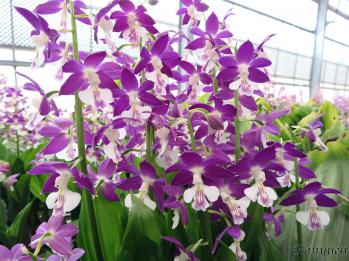 エビネ 蘭裕園 Ranyuen