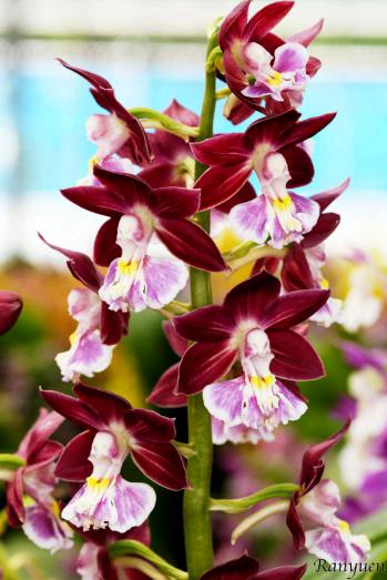 エビネ 蘭裕園 Ranyuen