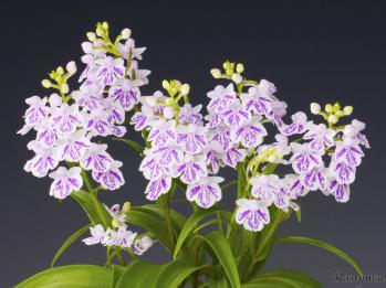 アワチドリ・夢ちどり 蘭裕園 Ranyuen