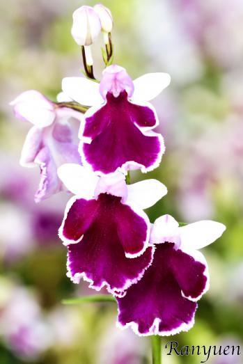 アワチドリ・夢ちどり 蘭裕園 Ranyuen