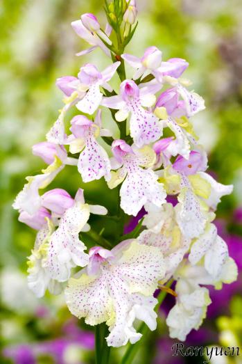 アワチドリ・夢ちどり 蘭裕園 Ranyuen