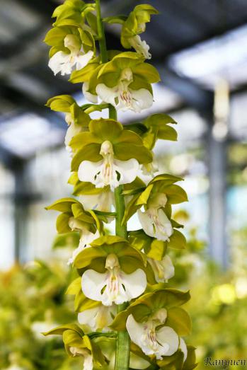 エビネ 蘭裕園 Ranyuen