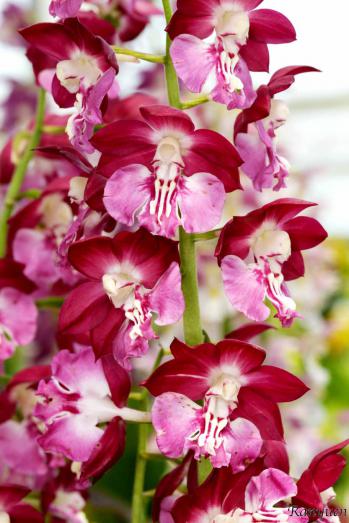 エビネ 蘭裕園 Ranyuen