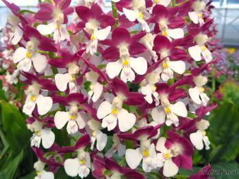 エビネ 蘭裕園 Ranyuen