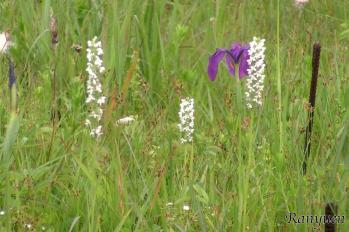 ミズチドリ 蘭裕園 Ranyuen