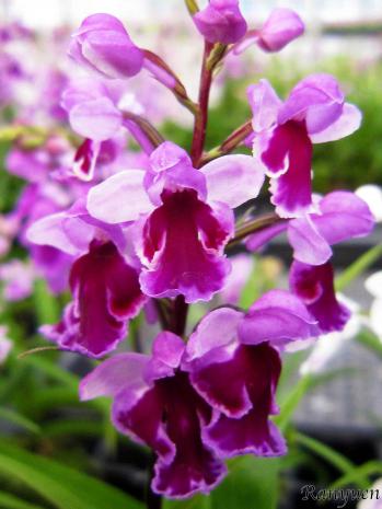 アワチドリ・夢ちどり 蘭裕園 Ranyuen