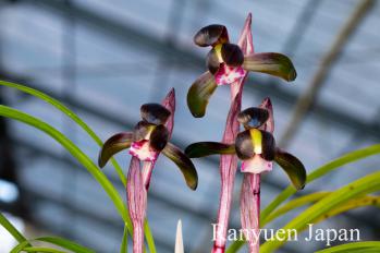 春蘭 蘭裕園 Ranyuen