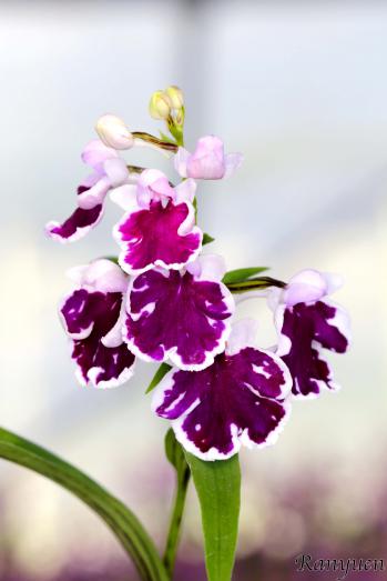 アワチドリ・夢ちどり 蘭裕園 Ranyuen