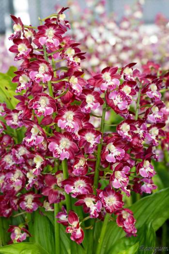 エビネ 蘭裕園 Ranyuen