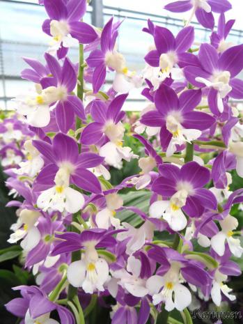 エビネ 蘭裕園 Ranyuen