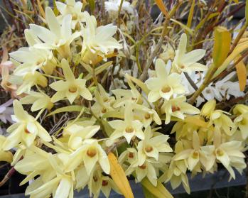 セッコク 蘭裕園 Ranyuen