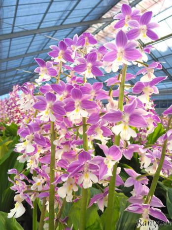 エビネ 蘭裕園 Ranyuen