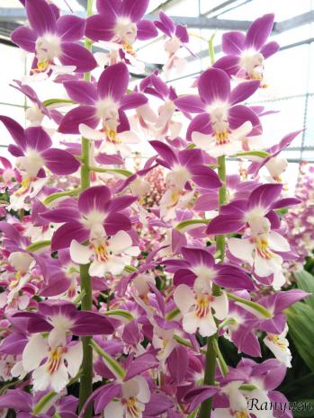 エビネ 蘭裕園 Ranyuen
