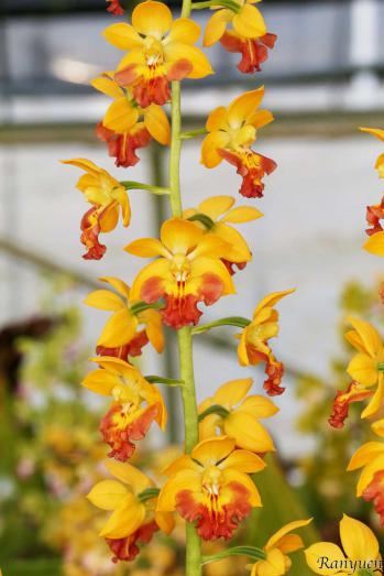 エビネ 蘭裕園 Ranyuen