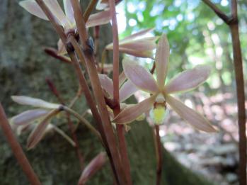 ムヨウラン 蘭裕園 Ranyuen