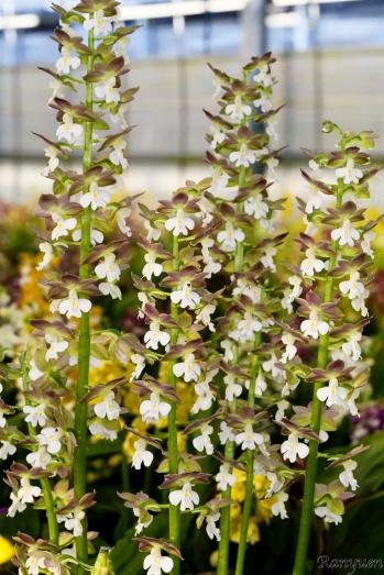 エビネ 蘭裕園 Ranyuen