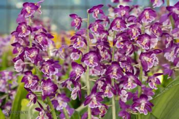 エビネ 蘭裕園 Ranyuen