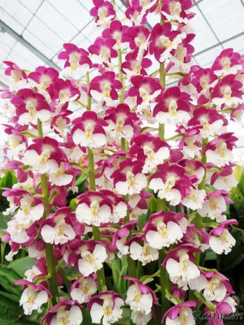 エビネ 蘭裕園 Ranyuen