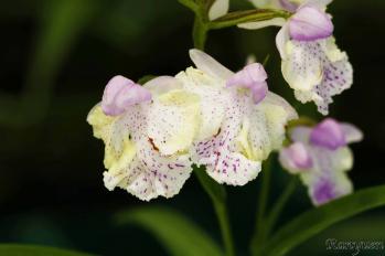 Ponerorchis Ranyuen