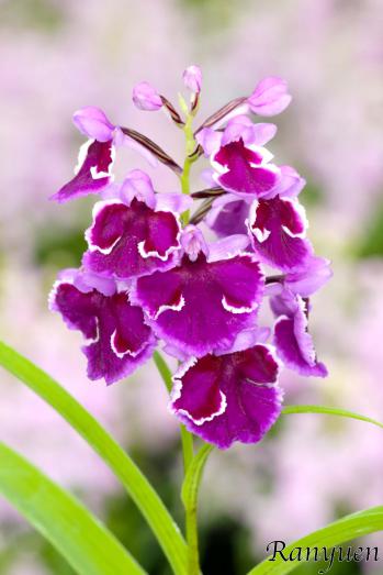 アワチドリ・夢ちどり 蘭裕園 Ranyuen