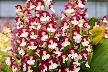 エビネ 蘭裕園 Ranyuen