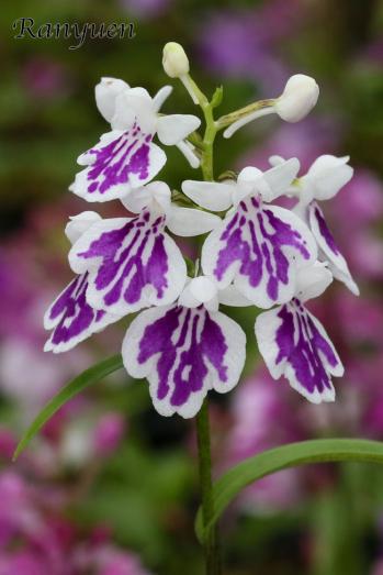 アワチドリ・夢ちどり 蘭裕園 Ranyuen