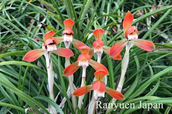 Cymbidium goeringii Ranyuen