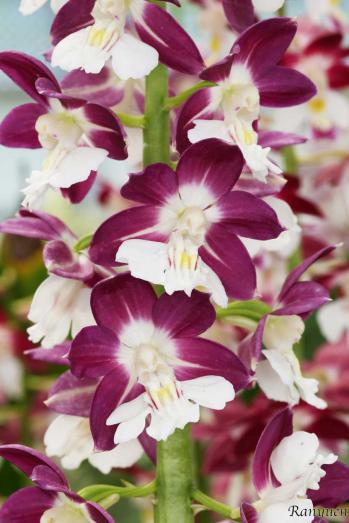 エビネ 蘭裕園 Ranyuen